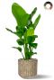 Strelitzia in beige bloempot