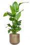 Strelitzia in bronzen pot