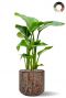 Strelitzia in bruine pot 1