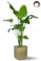 Strelitzia in mooie pot 2