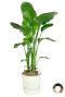 Strelitzia in witte pot 2 1