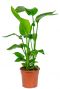 Strelitzia nicolai plant