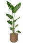 Strelitzia plant in pot 1 2