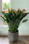 Strelitzia reginae bloemen plant