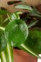 Hoya Krohniana Silver blad