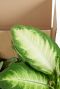Monstera Siltepecana