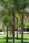 Syagrus romanzoffiana santa catarina tuinplant p20