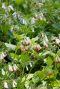 Symphytum grandiflorum tuinplant