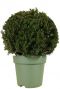 Taxus collection ball p33 1