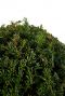 Taxus collection ball p33 blad