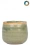 Ter-steege-iris-groen-8cm 1