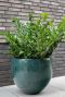 Thom ocean pot
