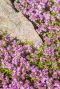 Thymus praecox red carpet tuinplant