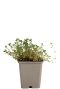 Thymus serpyllum pot9