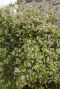 Trachelospermum jasminoides star of toscane tuinplant
