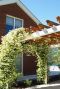 Trachelospermum jasminoides tuinplant 1