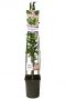 Trachelospermum pink air p23