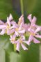 Trachelospermum pink air tuinplant