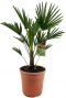 Trachycarpus fortunei p24