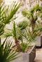 Trachycarpus fortunei tuinplant 6777 1