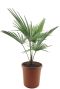 Trachycarpus princeps new form p26