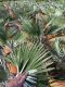 Trachycarpus princeps p26 tuinplanten