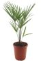 Trachycarpus takil p26