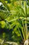Trachycarpus wagnerianus frosty palm tuinplant