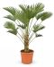 Trachycarpus wagnerianus p30 - 01