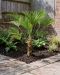 Trachycarpus wagnerianus p30 - 03