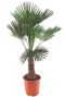 Trachycarpus wagnerianus p35