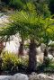 Trachycarpus wagnerianus p40 tuinplant