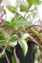 Tradescantia Quadricolor
