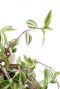 Tradescantia Quadricolor