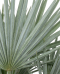 Trithrinax campestris p50 - 02