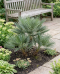 Trithrinax campestris p50 - 03