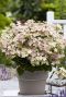 Tuinplant hydrangea paniculata ophelia