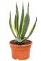 Unieke agave americana kamerplant