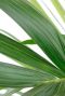 groen veervormig blad van de palm plant