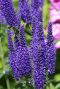 Veronica spicata