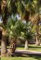 Washingtonia robusta tuinplant 6195