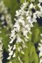 Wisteria floribunda alba tuinplant