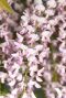 Wisteria floribunda rosea tuinplant