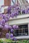 Wisteria sinensis prolific tuinplanten p14