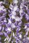 Wisteria sinensis tuinplant 23