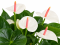 Witte anthuriums tussen glanzend groen