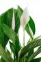 Witte lepel bloem van de spathiphyllium plant