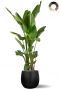 Xxl strelitzia in pot