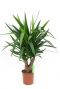 Yucca Elephantipes