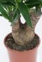 Yucca Elephantipes